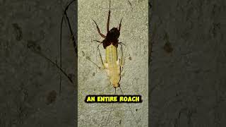 Download lagu Stop Smashing Roaches: The Easy Way to Get Rid of Cockroaches Fast mp3