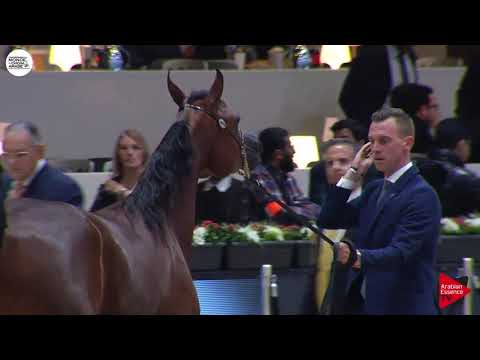 N.31 ASSILAH AL SHAHANIA - Paris 2018 - Junior Fillies (Class CM 2A)