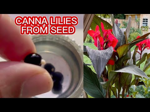 Grow Canna Lilies from Seed the Easy Way | Step-by-Step Guide 🌱