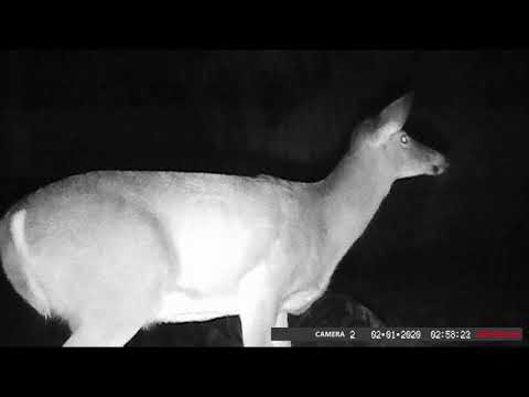 February 2020 Roundup of forest animals - White tail deer, wild turkeys
