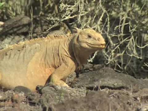Galapagos: the marine iguanas (3/7)