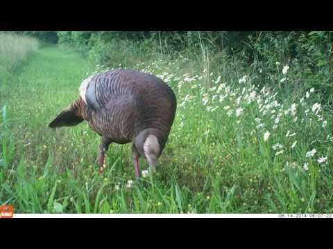 Wild Turkey Hen ruffling feathers close up