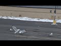 The Struggle Is Real When You Re A Gull At The Mall Parking Lot