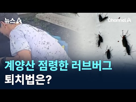 인천 계양산 점령한 러브버그…퇴치법은?