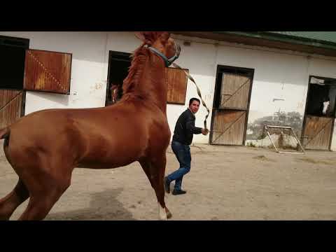 , title : 'Savash - Karabakh horse'