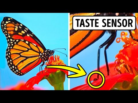 マインドブローイング事実の最大のコレクション (The Greatest Collection of Mind-Blowing Facts)