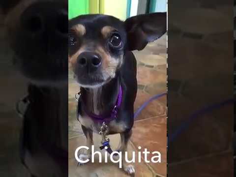 Chiquita, an adopted Chihuahua & Miniature Pinscher Mix in Pasadena, CA_image-1