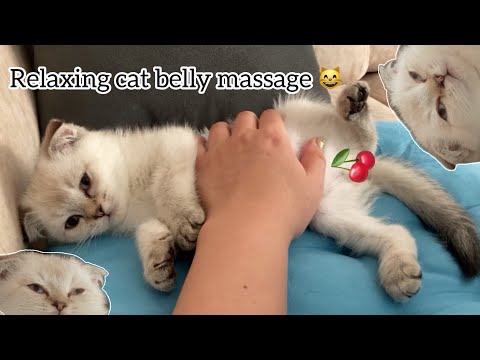 Relaxing Cat Belly Massage with Lullaby | My Cat Falling Asleep 😴🐱