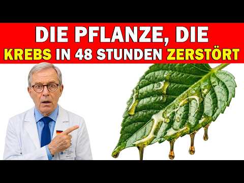 Neue Entdeckung: Diese Pflanze entfernt 95 % der Krebszellen – wissenschaftlich belegt