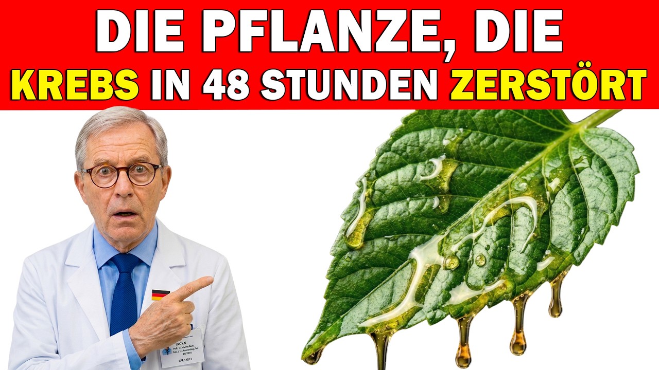 Neue Entdeckung: Diese Pflanze entfernt 95 % der Krebszellen – wissenschaftlich belegt