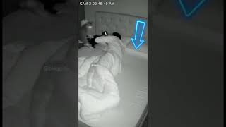 Esses gatos acordaram o dono às 3h da manhã 😂🐱