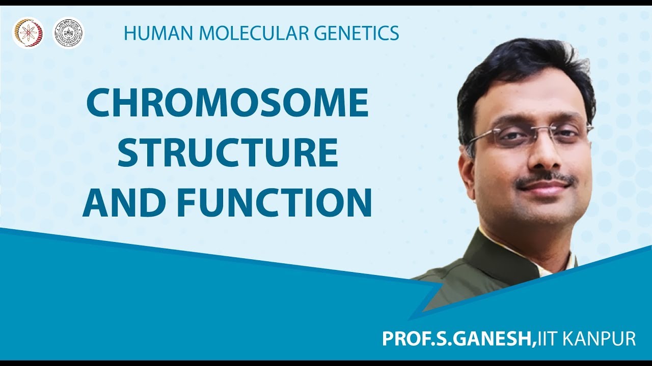 Chromosome Structure and Function