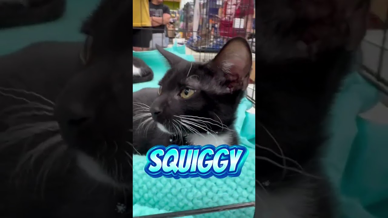 Squiggy, a Adoptable Domestic Short Hair in Flower Mound, TX video 6/6
