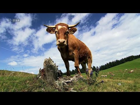 Unsere Almen ORF Land der Berge