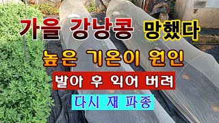 [텃밭농부 1,637]  가을 강낭콩 망했다. 고온으로 발아 못하고 익어서 죽어 재파종. #강낭콩재배