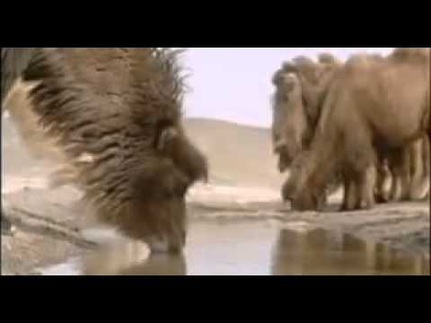 The Story Of The Weeping Camel (2004) Trailer