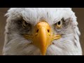 ? 5 best eagle attacks caught on camera