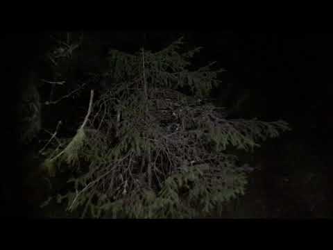 ASMR night walk in the forest vol 2. Sounds of footsteps and silence of the forest.