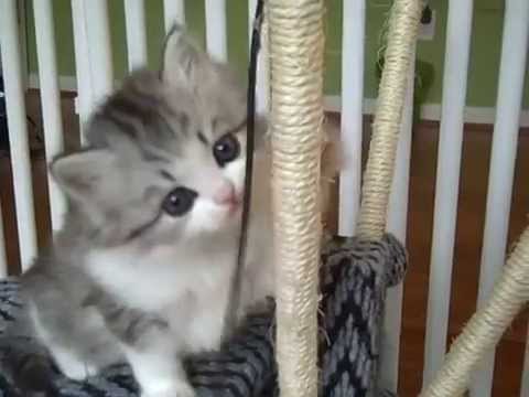 Kaerik RagaMuffin Kittens