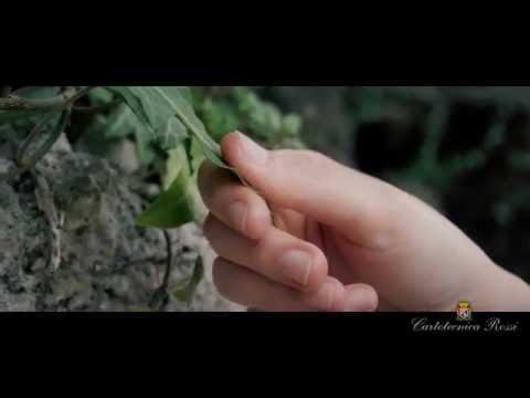 A Petal Unfolds @ Cartotecnica Rossi -  trailer