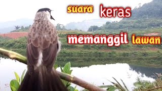 Download lagu suara burung KUTILANG PIKAT gacor PIKAT KUTILANG g... mp3