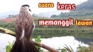 Download lagu suara burung KUTILANG PIKAT gacor/PIKAT KUTILANG gacor memanggil kutilang liar @omvi01 mp3