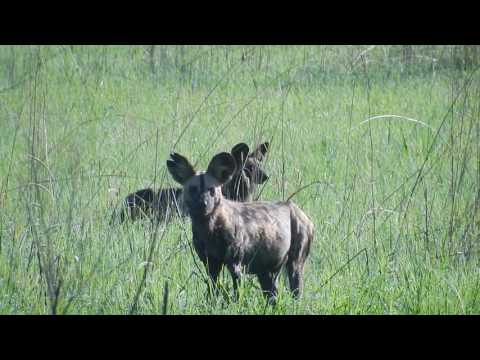 Wild Dogs for life and Christmas in the Central Kafue.