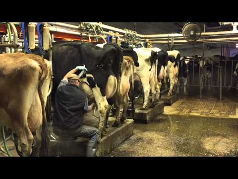 Milking time at Mosnang Holsteins.