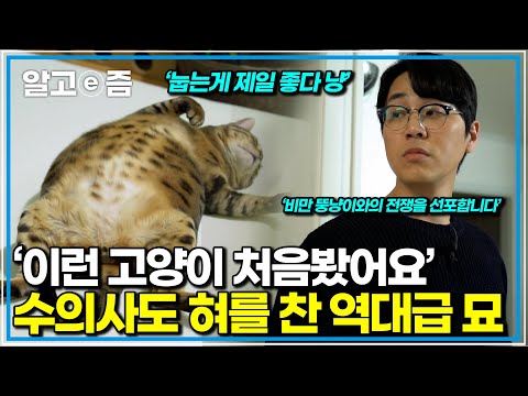 “1년을 넘게 솔루션을 했지만 대자로 눕는 고양이는 처음 봤어요 라는 말을 남긴 나응식 수의사 도대체 어떤 고양이길래 경악을 할까?