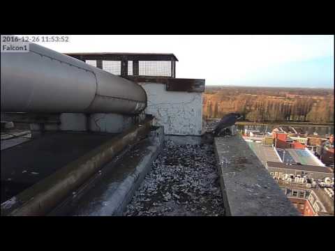 2018 02 05 Axel Watertoren Alex In De Kast En Paring Op Rand