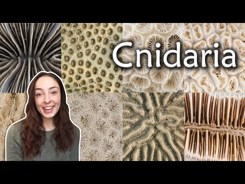 image-What class of cnidarian is a coral?