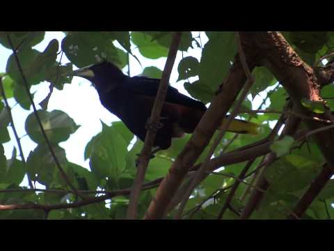 Psarocolius wagleri - Chestnut-headed Oropendola singing Video 01