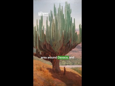 Velasco and cacti 🌵