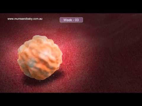 Pregnancy Weeks 1-3.  www.mumsandbaby.com