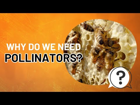 Northeast Nature | June | Why do we need pollinators?