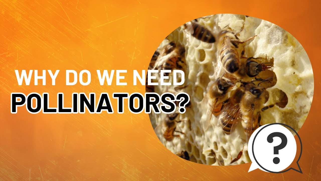 Northeast Nature | June | Why do we need pollinators?