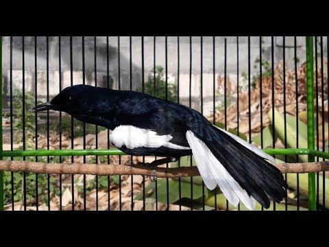 Kacer Novyj Trend Smotret Onlajn Na Sajte Trendovi Ru