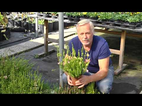 Cvetje - naše veselje in ponos /Jesenske zasaditve 2017