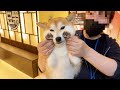 Visited Japan's Cute Mame-Shiba Dog Cafe / Tokyo Asakusa 🐕