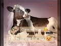 Waiting For Tonight Cow Whatsapp Status