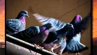 First photos music Buddha Bar... Nocturne in Paris