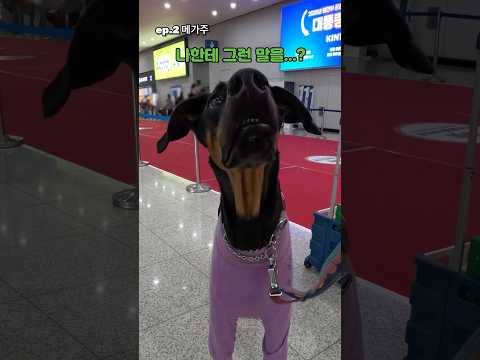 메가주에서 앉아 개인기 시키면 몇마리나 성공할까?