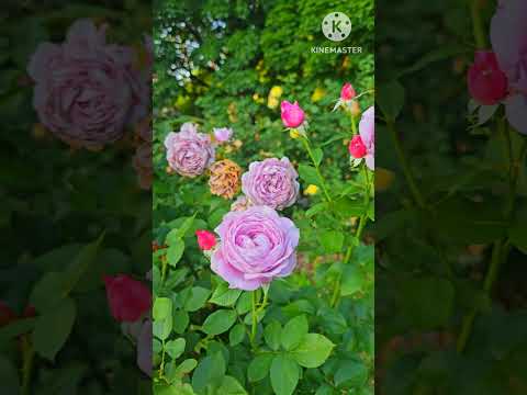 Rosa Mary Rose 🌹  / Garden Flowers  #satisfying  #shorts  #nature  #flowers