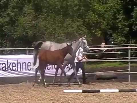 Gaia v. El Greco/El Sadeek Ibn Maysoun ox bei der Fohlenschau