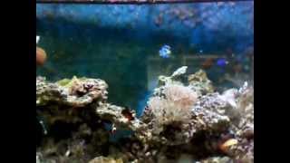 reef tank.alabama3, mansion on the hill.wmv