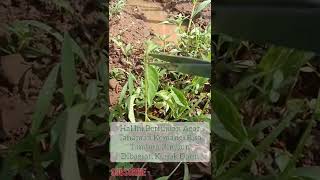 Download lagu Tips Membuat Tanaman Kemangi Jadi Rimbun mp3