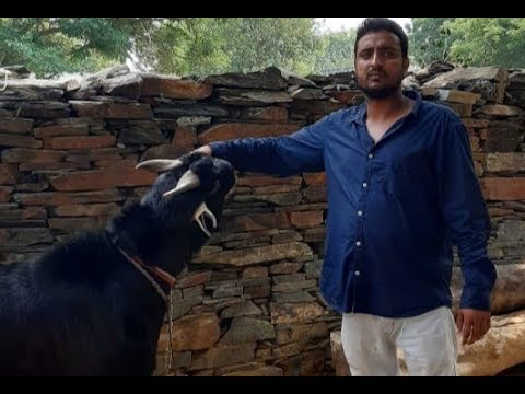 , title : 'Jakhrana Goat breed ka full Tour In Alwar'