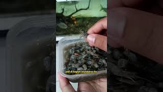 Download lagu Cara Menyiapkan Pakan Udang untuk Ikan Predator #shorts mp3