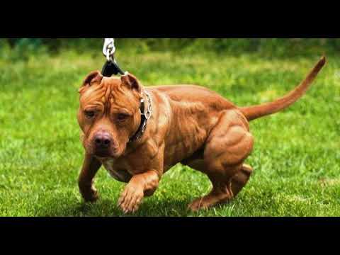 Mr Dizztinct - Top dog grime instrumental