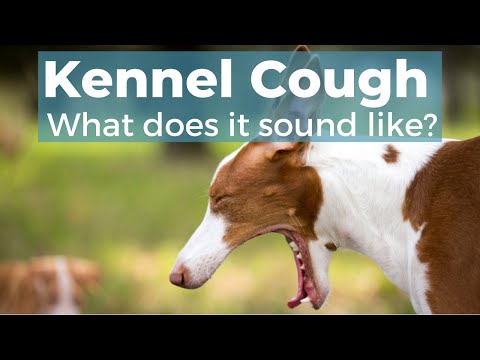 Kennel Cough In Dogs